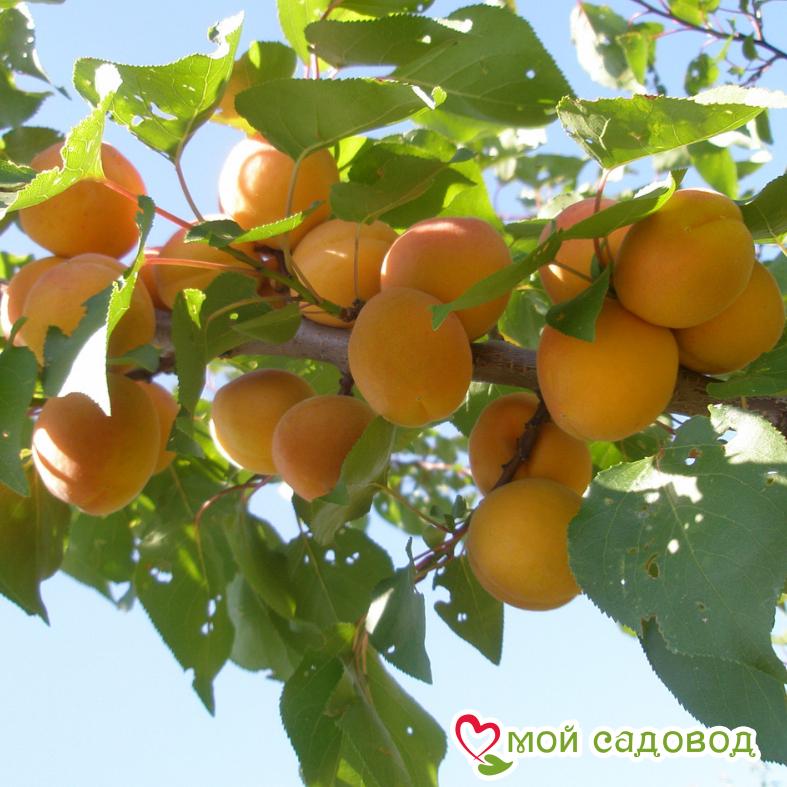 Абрикос Амурский ранний