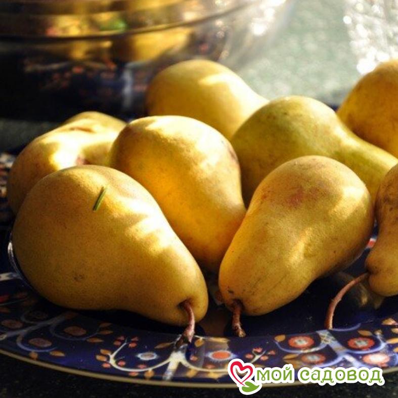 Груша Память Яковлева