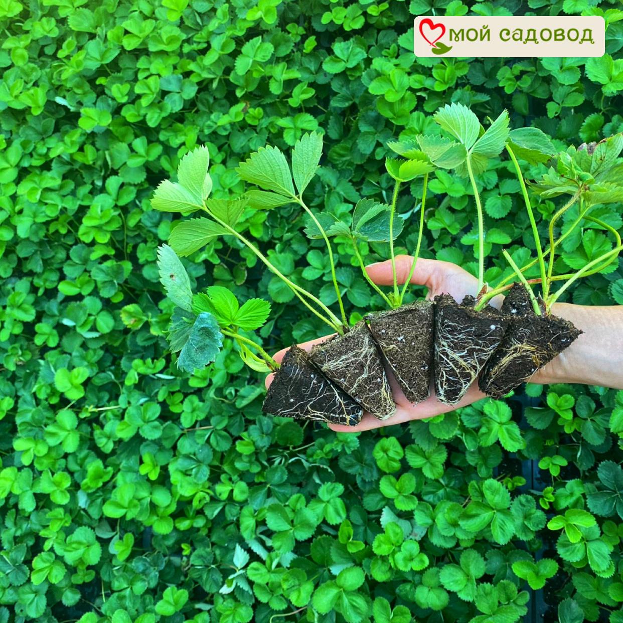 Клубника Холидей (Высокоурожайный сорт) ЗКС С1