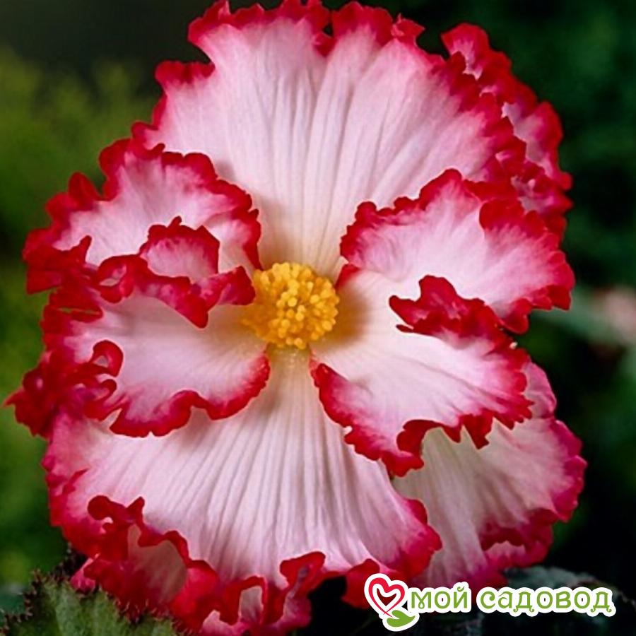 Бегония Криспа Маргината Вайт/Ред